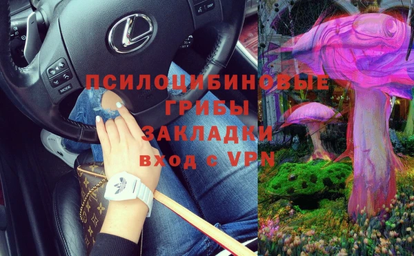 прущие грибы Абинск